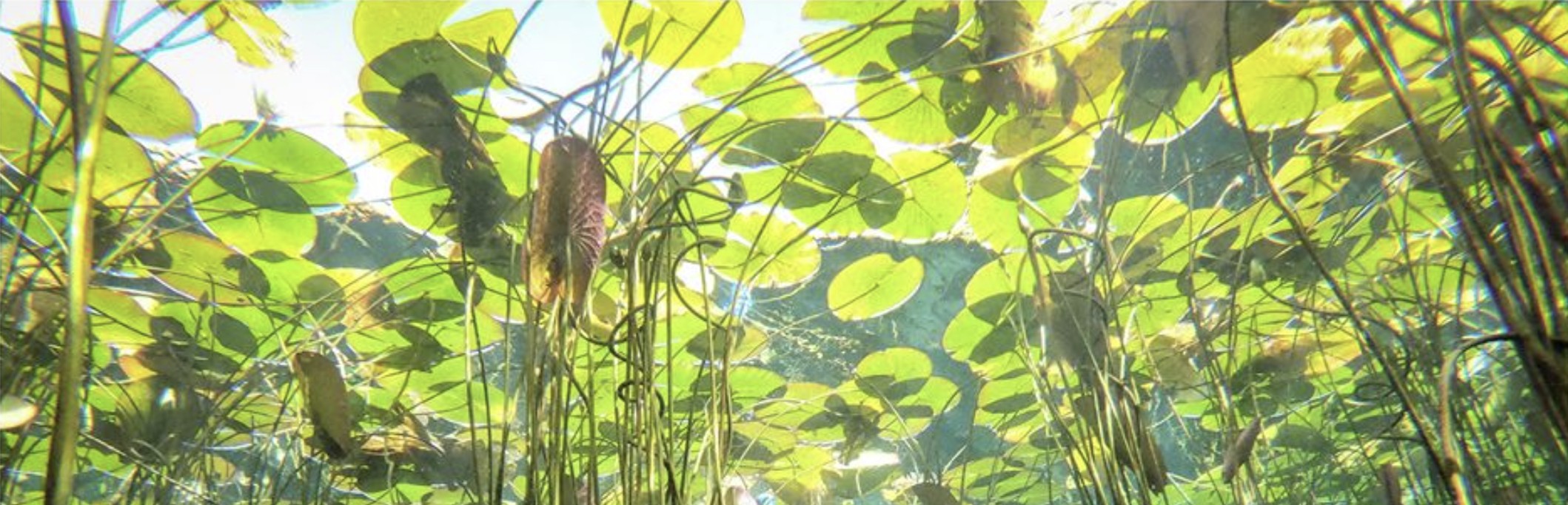 Banner_Vhembe.jpg